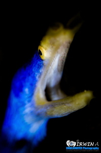 A H H 
Ribbon eel (Rhinomuraena quaesita)
Anilao, Phili... by Irwin Ang 
